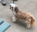 Gizmo 2.jpg