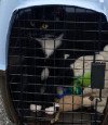 Gracie 2.jpg